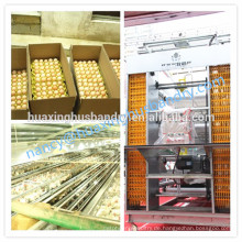 China Hersteller für die galvanisieren Küken Käfig Hühnerkäfig